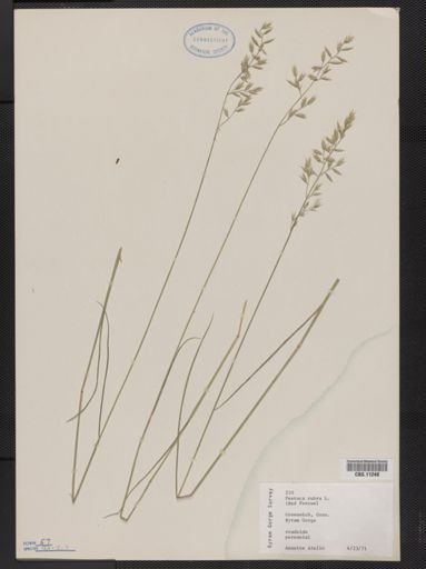 Festuca rubra