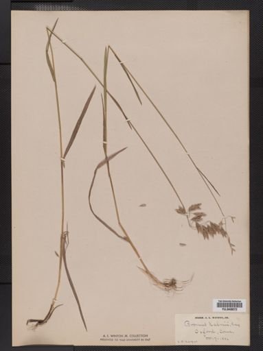 Bromus kalmii