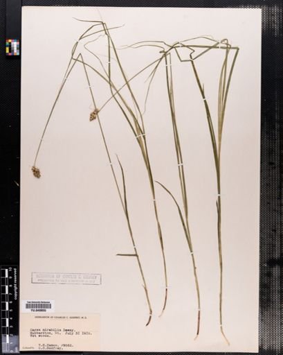 Carex normalis