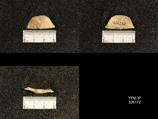 Neochonetes sp.