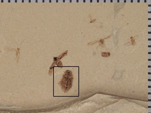 undet. Coleoptera