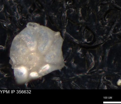 undet. Foraminiferida