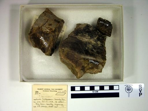 Theropoda