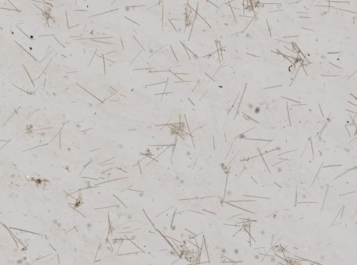 Prosuberites sp.