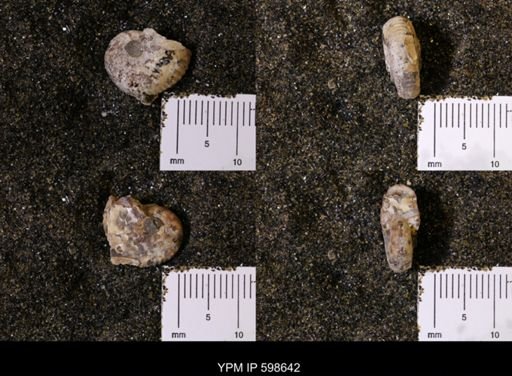 Scaphites sp.