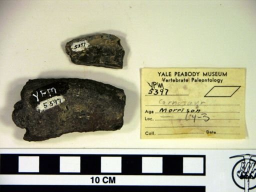 Deinonychus sp.