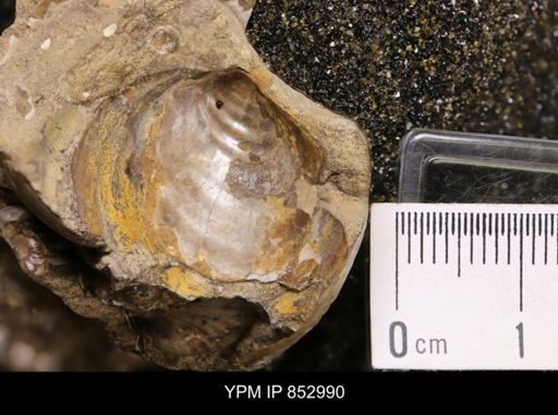 Inoceramus sp.