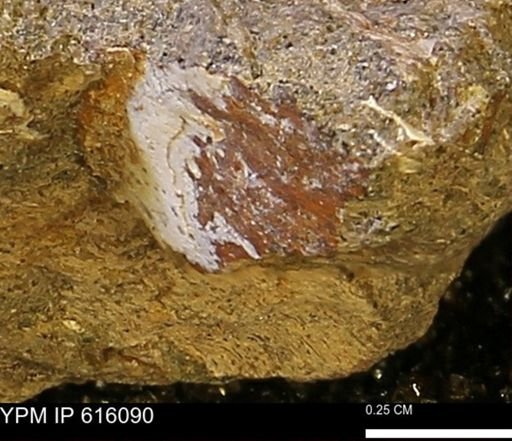 undet. Bivalvia