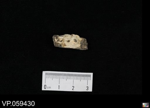 undet. Actinopterygii
