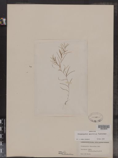 Potamogeton spirillus
