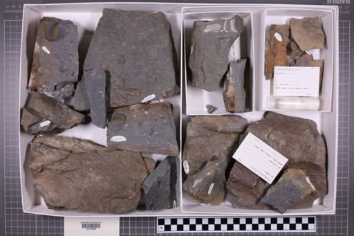 mixed taxa, stratigraphic collection