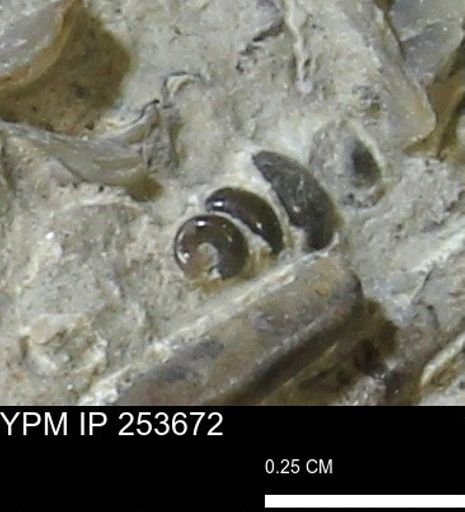 Gastropoda