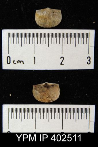 Finkelnburgia sp.