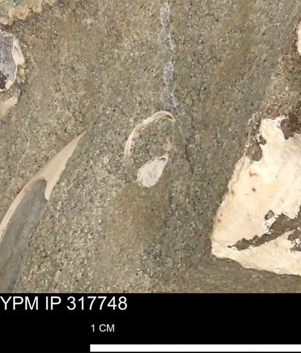 undet. Mollusca