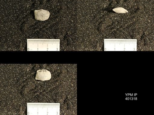 Plectorthis plicatella