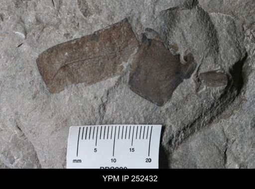 undet. Eurypterida