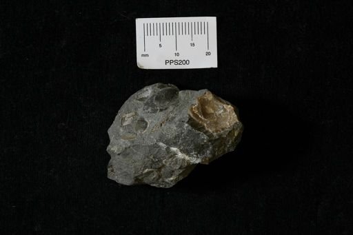 undet. Bivalvia