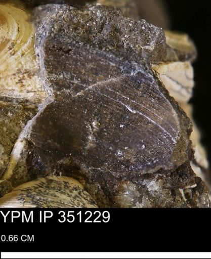 Oligoptycha concinna