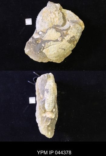 Jeletzkytes nebrascensis