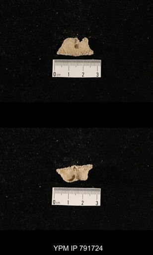 undet. Brachiopoda