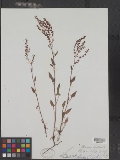 Rumex acetosella
