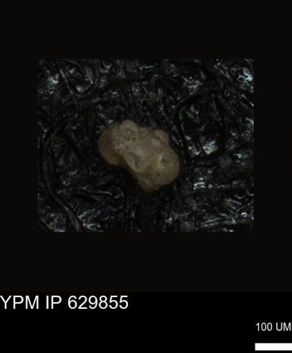 undet. Foraminiferida