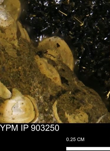 undet. Bivalvia