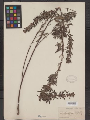 Lespedeza virginica