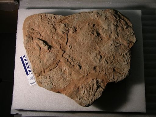 Batrachopus