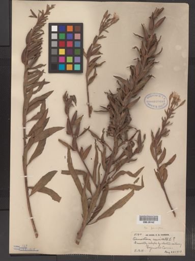 Oenothera muricata