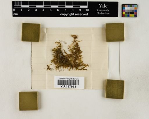 Plantae