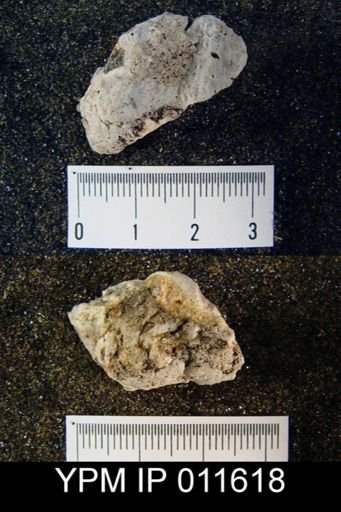 Buxtonia victorioensis