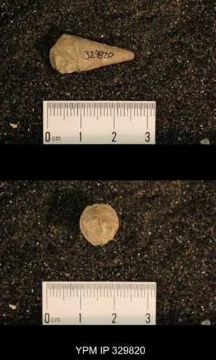 Meekospira peracuta choctawensis