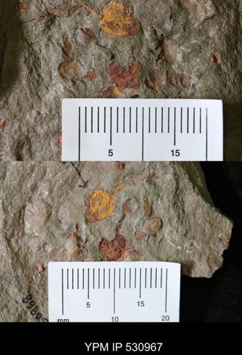 undet. Cornuta
