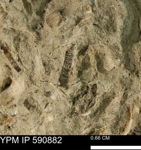 undet. Inoceramidae