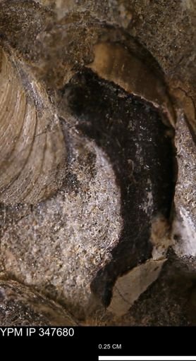 undet. Bivalvia