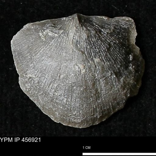 Stropheodonta sp.