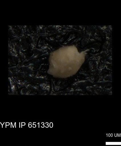 undet. Foraminiferida