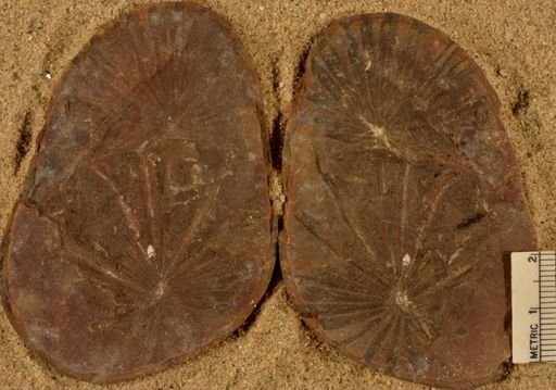 Annularia