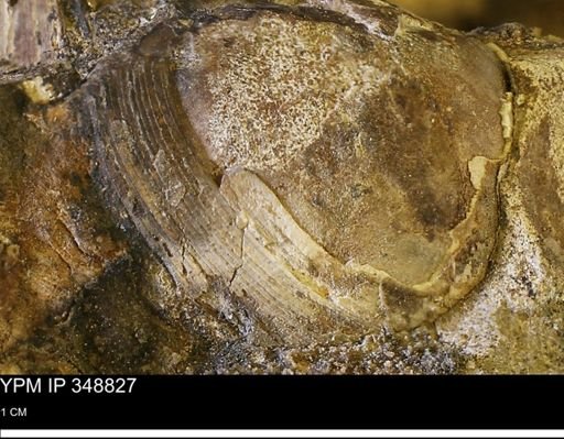undet. Bivalvia