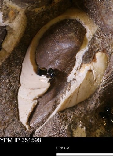 Limopsis striatopunctatus