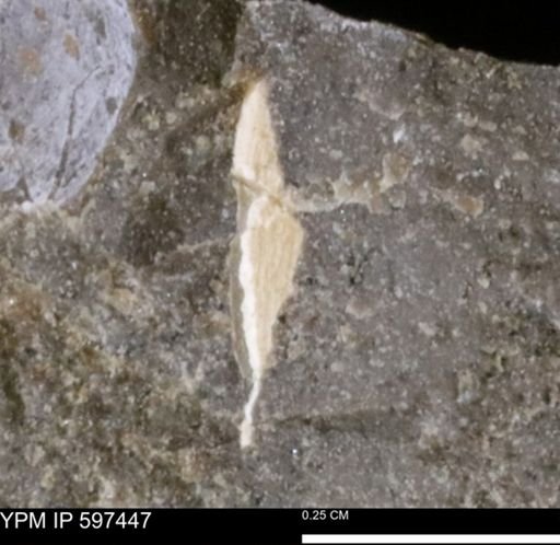 undet. Bivalvia