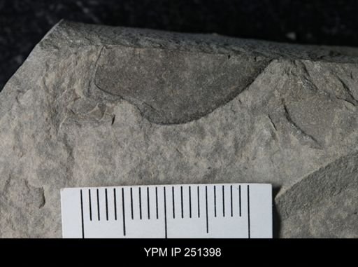 undet. Eurypterida