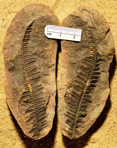 Pecopteris