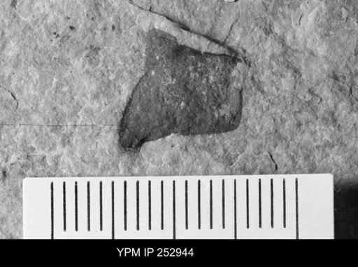 undet. Eurypterida
