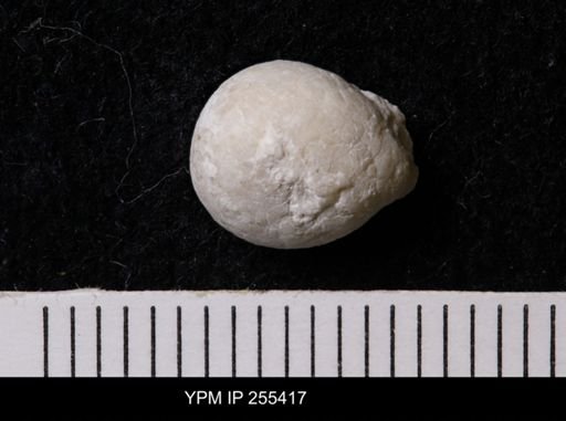 Porifera?