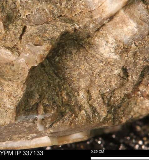 undet. Mollusca