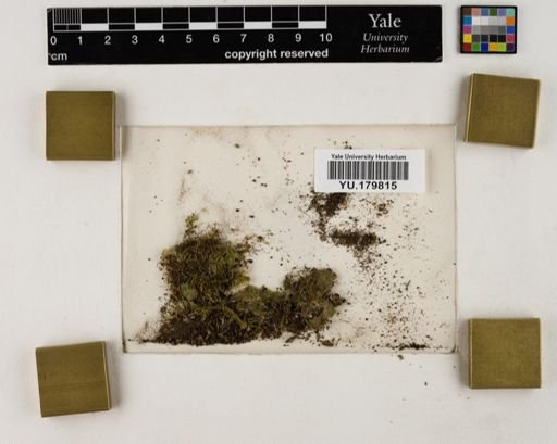 Plantae
