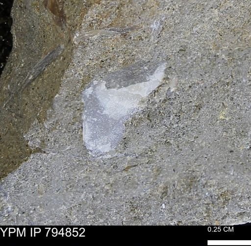 Crenella elegantula