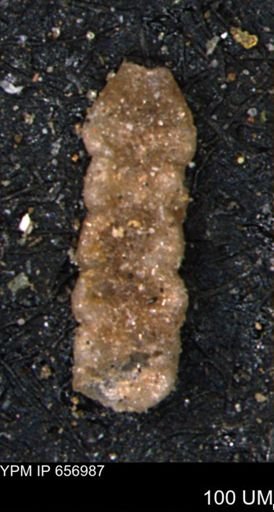 Ammobaculites euides